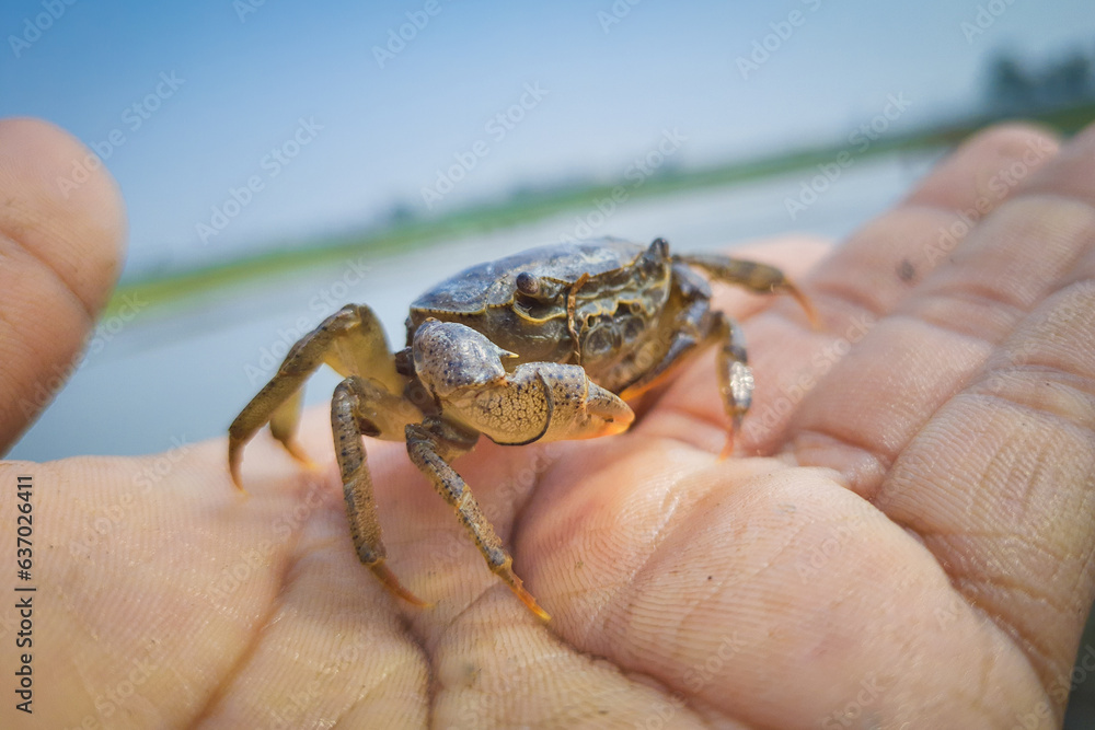 Obraz premium A crab on hand