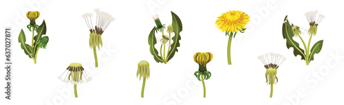 Dandelions Flower Growing on Green Stem Vector Set