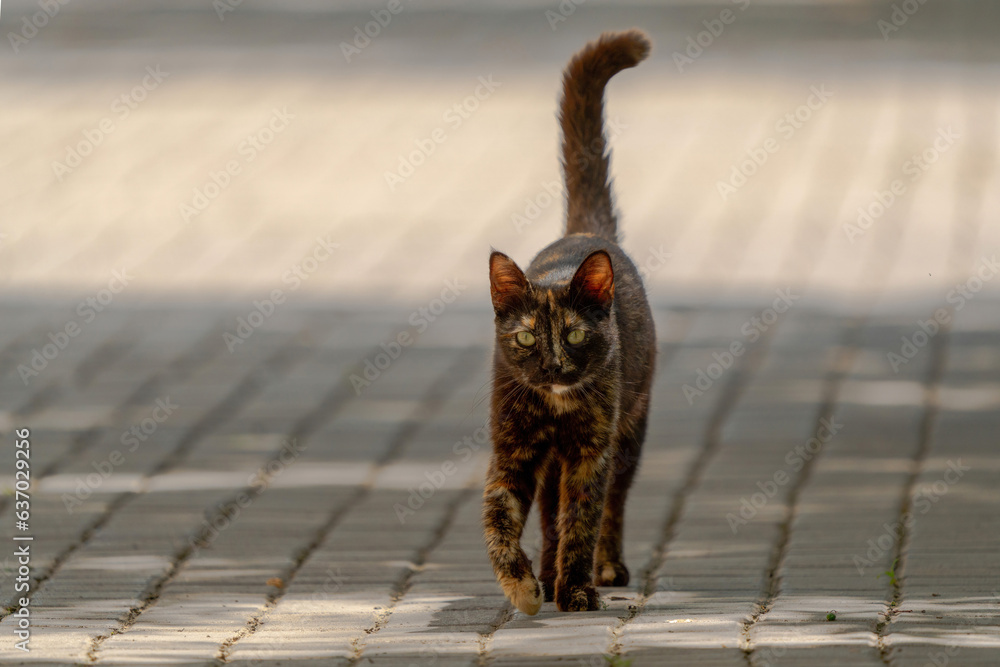 Obraz premium Stray cat walks on stone streets
