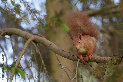 European red squirrel in tree