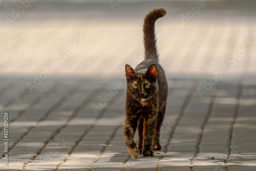 Fototapeta Naklejka Na Ścianę i Meble -  Stray cat walks on stone streets