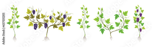 Grapevine Plant Growth with Young Sapling Development Vector Set