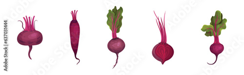 Beetroot and Beet Plant as Cultivated Vegetable Vector Set