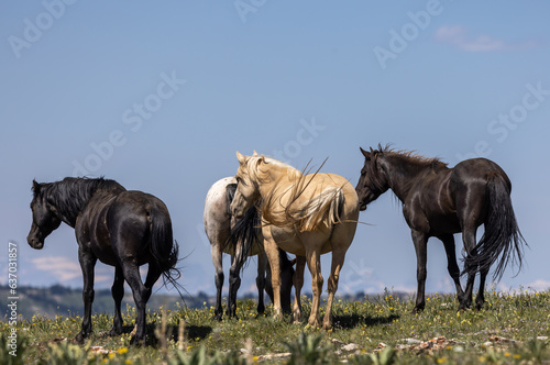 Wild Horses in the Pryor Mountains Wild Horse range Montana in Summer