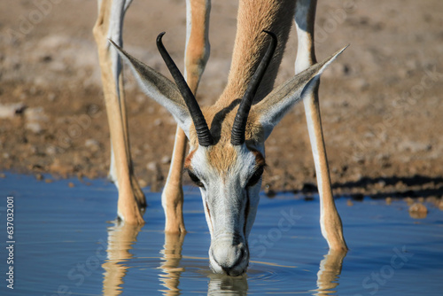 Springbok drinking water, Etosha National Park, Namibia
