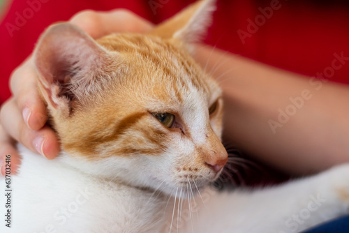 Beautiful tabby kitten enjoying the caresses of its human. Male hand stroking cat hand.