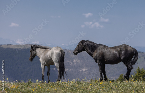 Wild Horses in the Pryor Mountains Wild Horse range Montana in Summer