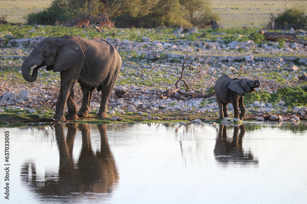 Fototapeta premium African Elephant and calk at Okaukuejo waterhole, Etosha National Park, Namibia