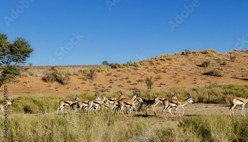 Springbok herd in the Kgalagadi Transfrontier Park, Kalahari, South Africa