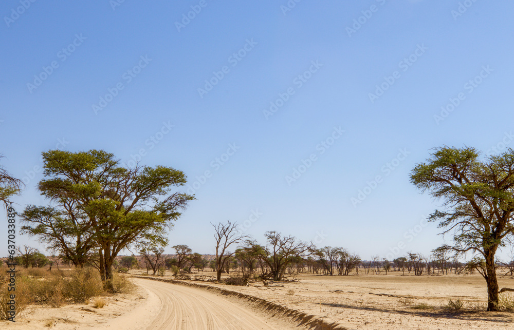 Dirt road in the Kgalagadi, South Africa