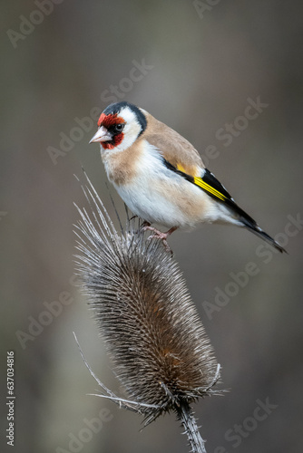 European goldfinch (Carduelis carduelis) close up. Italy