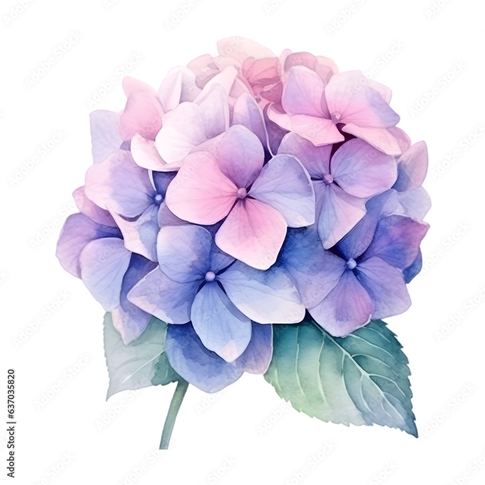 Hydrangea bloom watercolor illustration isolated on transparent background Hydrangea bloom watercolor illustration isolated on transparent background