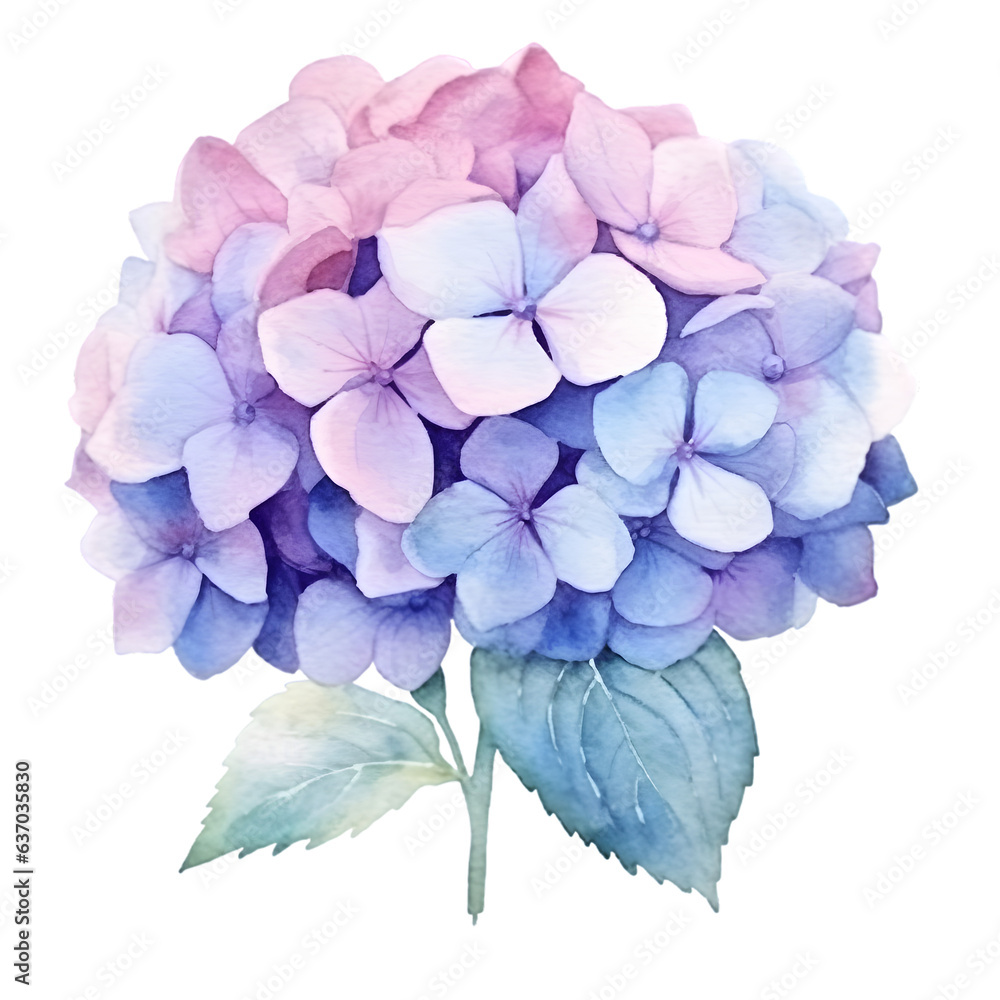 Hydrangea bloom watercolor illustration isolated on transparent background Hydrangea bloom watercolor illustration isolated on transparent background