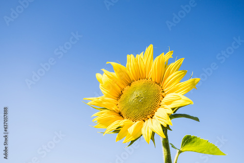 Lone sunflower under a blue sky