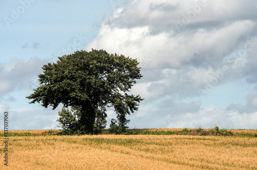 tree on a field