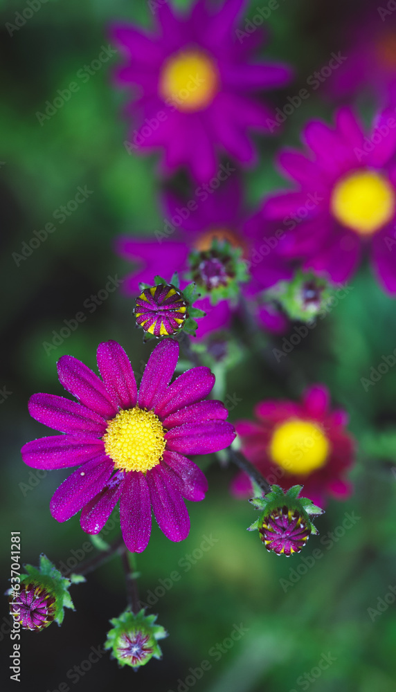 Beautiful close-up of a senecio elegans flower