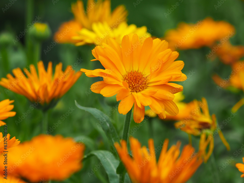 Ringelblumen (calendula officinalis) Ringelblumen (calendula officinalis)