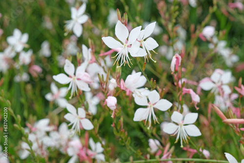 White Oenothera lindheimeri, commonly known as Lindheimer's beeblossom, white gaura, pink gaura, Lindheimer's clockweed, and Indian feather, is a species of Oenothera. photo