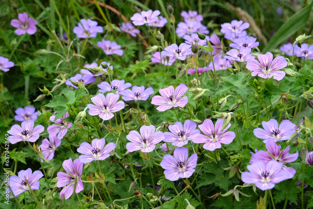 Purple Hardy Geranium wallichianum, or cranesbill, ÔHavana BluesÕ in flower. Purple Hardy Geranium wallichianum, or cranesbill, ÔHavana BluesÕ in flower.