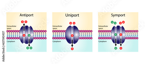 Membrane transporters of ions and molecules across cell membranes. Membrane Transport Systems. Types of cell membrane channels: Uniport, Symporter and Antiporter. Vector Illustration.