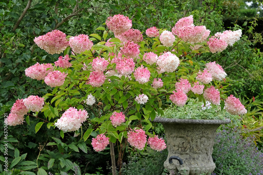 Pink and white Panicle Hydrangea, Vanille Fraise 'Renhy' in flower.