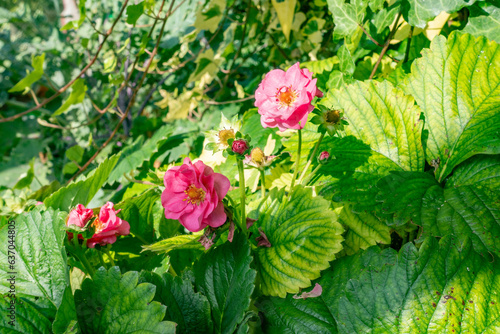 Strawberry 'Summer Breeze Cherry' growing and flowering in a residential garden with pink flowers.