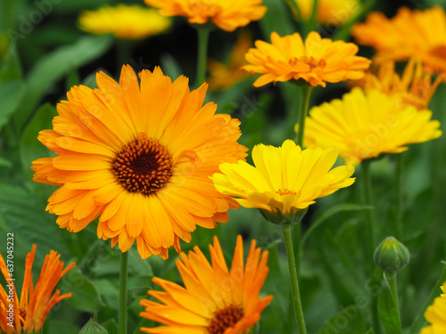 Ringelblumen (calendula officinalis)
