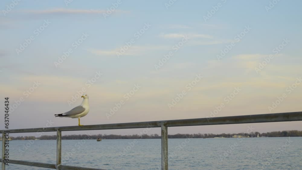 Wide shot of white seagull standing on iron railing embankment against blue sky. Cinematic video of embankment with seagull at calm sunset. Soft focus of waterfowl bird - seagull. Recreation concept. Wide shot of white seagull standing on iron railing embankment against blue sky. Cinematic video of embankment with seagull at calm sunset. Soft focus of waterfowl bird - seagull. Recreation concept.