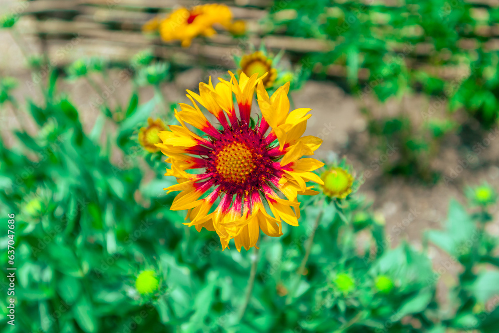 Beautiful bright gaillardia on a background of green leaves Beautiful bright gaillardia on a background of green leaves