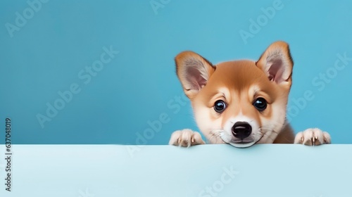  Cheerful and joyful Shiba Inu puppy, with a smiley expression, peeking out in a portrait. It's isolated against a background of pastel blue, radiating vibrant colors