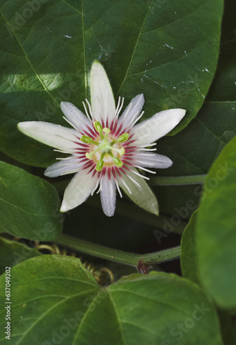 Beautiful close-up of a passiflora biflora flower photo