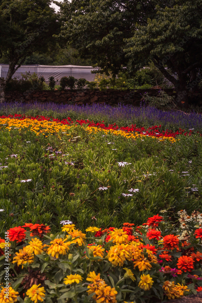 Fototapeta premium Landscape-Field-of-Flowers-in-the-Mountains