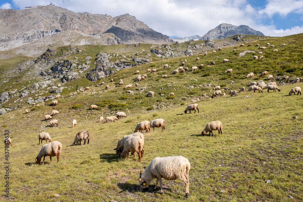 Des moutons broutent l'herbe dans les alpages des alpes françaises au milieu des montagne de Savoie dans le parc national de la Vanoise.