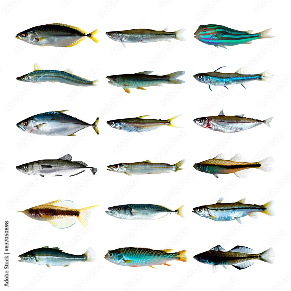 set of fish isolated set of fish isolated