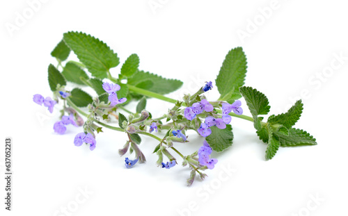 Nepeta cataria, commonly known as catnip, catswort, catwort, and catmint. Isolated on white background.