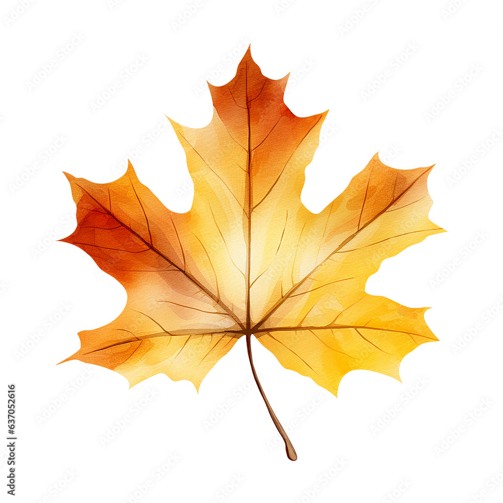 Fototapeta premium Maple autumn watercolor leaf isolated on a white background. Botanical element design.