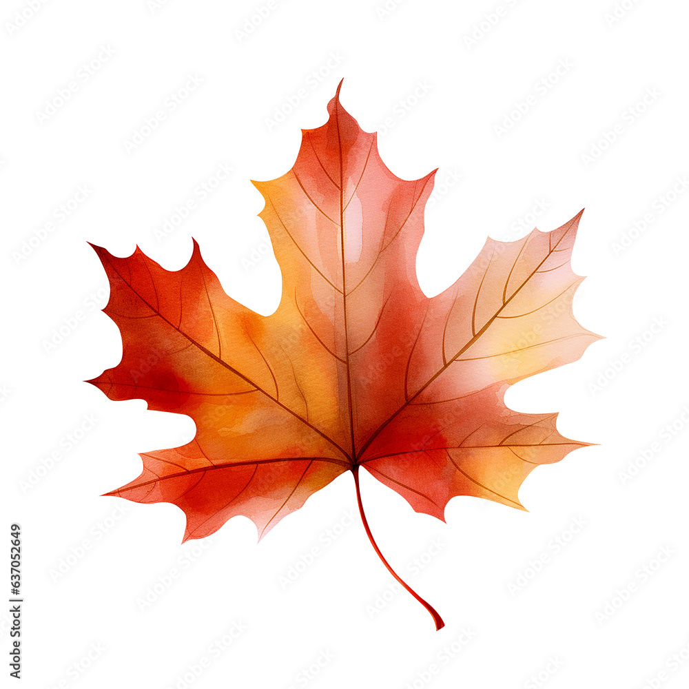 Maple autumn watercolor leaf isolated on a white background. Botanical element design. Maple autumn watercolor leaf isolated on a white background. Botanical element design.