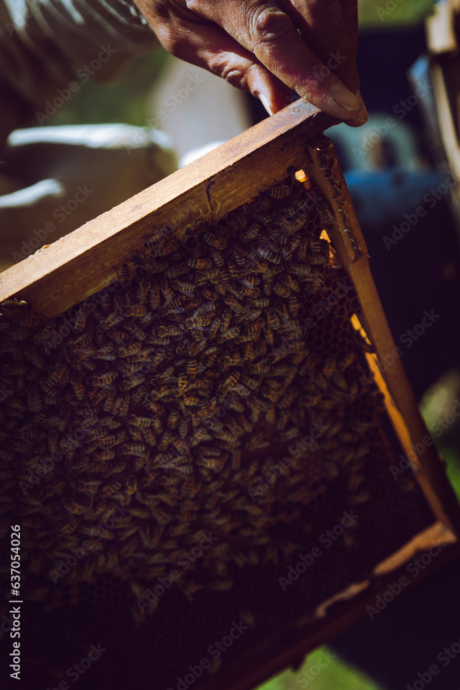 Bee hives in Sym village of Astara Bee hives in Sym village of Astara