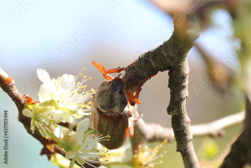 chrząszcz w maju © Argiz