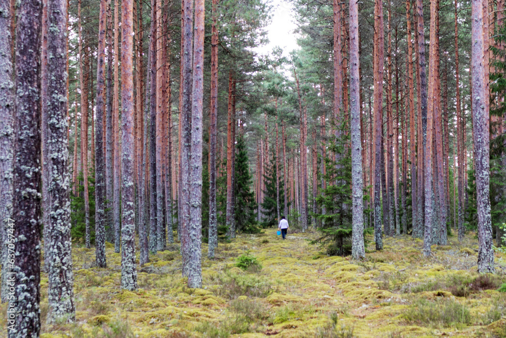 Fototapeta premium a man walks through the forest with a blue bucket.
