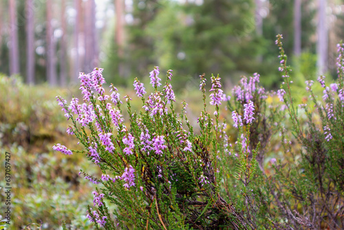 purple flowers in the forest