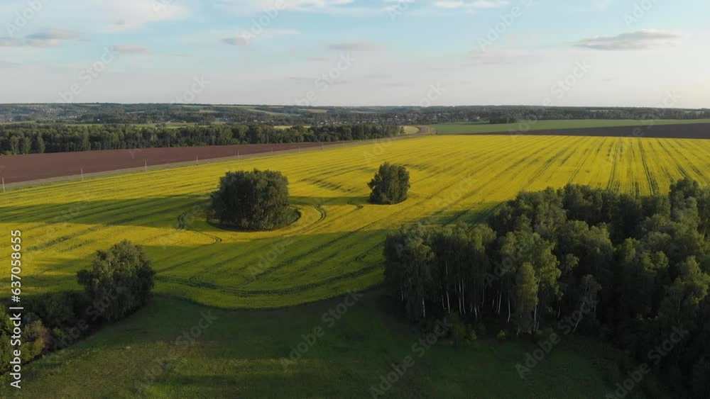 Blooming rapeseed field on a summer sunny day. Aerial photography, drone or bird's eye view. Rich harvest of blooming yellow rapeseed with blue sky. Blooming rapeseed field on a summer sunny day. Aerial photography, drone or bird's eye view. Rich harvest of blooming yellow rapeseed with blue sky.