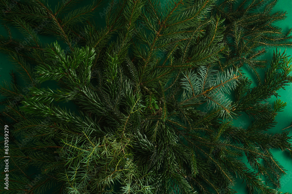 Christmas tree nature green background. Pine branches, needles top view. December mood concept. Spruce branch with needle of different varieties.