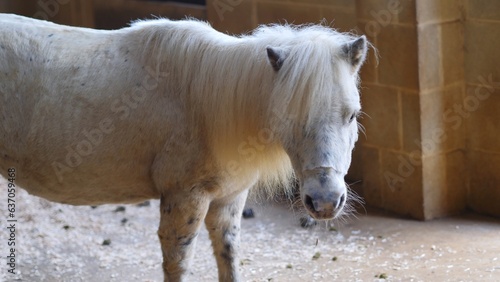White horse looking forwards with curiosity, cute equine animal with long mane