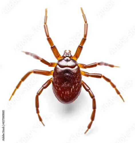 Macro image of a tick parasite, on isolated background