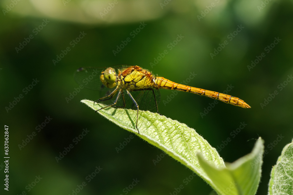 Dragonfly Migrant hawker in the back yard in summer morning Dragonfly Migrant hawker in the back yard in summer morning