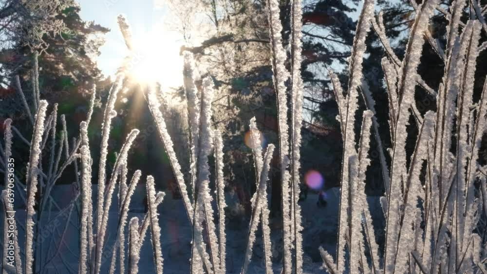 Fairy winter nature. Frozen branch covered with snow, snowing. New Year holiday atmosphere, spirit. Luxury Fairy winter nature. Frozen branch covered with snow, snowing. New Year holiday atmosphere, spirit. Luxury