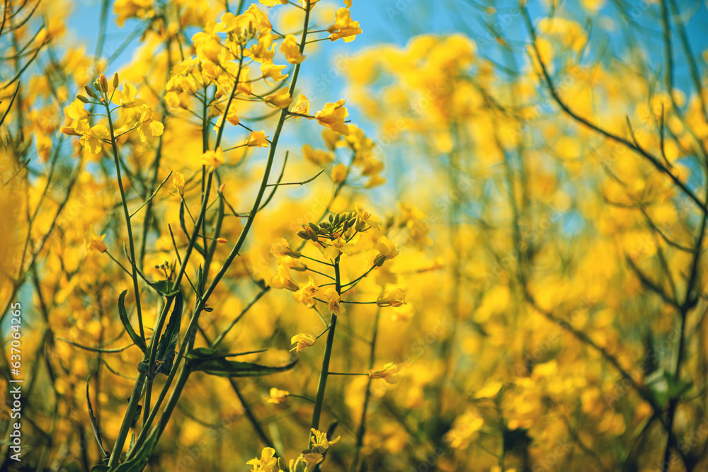 Rapeseed crop is bright-yellow flowering plant cultivated mainly for its oil-rich seed Rapeseed crop is bright-yellow flowering plant cultivated mainly for its oil-rich seed