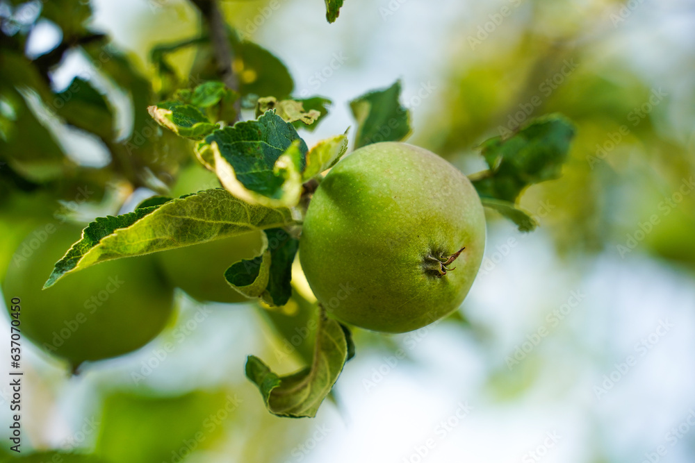 green apples on a tree, healthy fruits on tree green apples on a tree, healthy fruits on tree