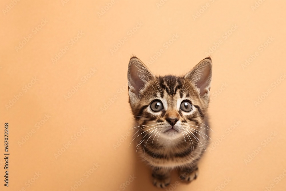 Cute striped kitten sits on a yellow background and looks up at us, view from above, top view, copy space banner, isolated. Concept of banner with free space. Intrigued emotional cat.